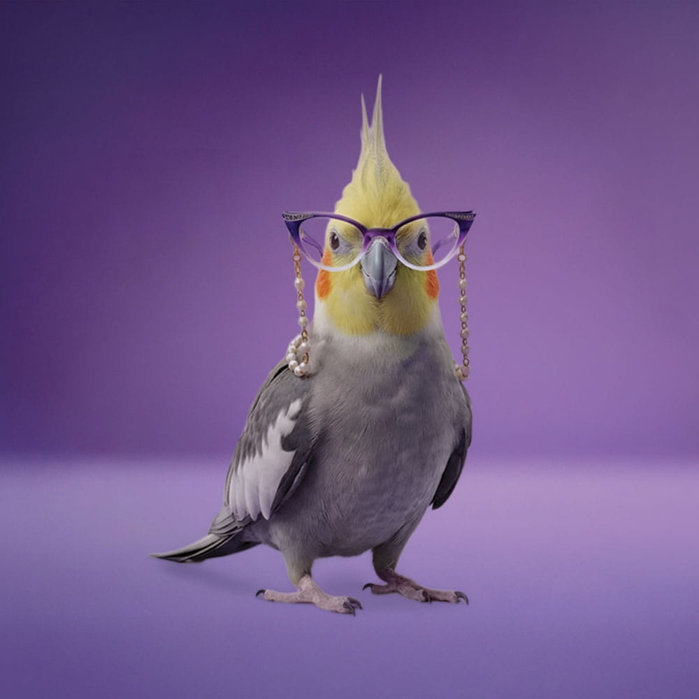 cockatiel bird wearing purple glasses on purple background