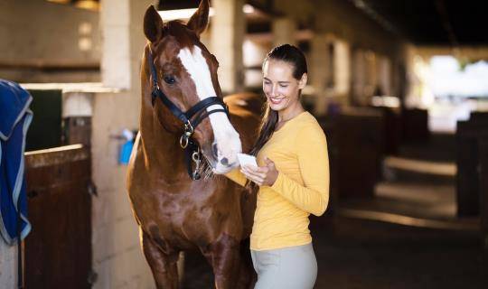 Young woman looks at smartphone and stands next to horse