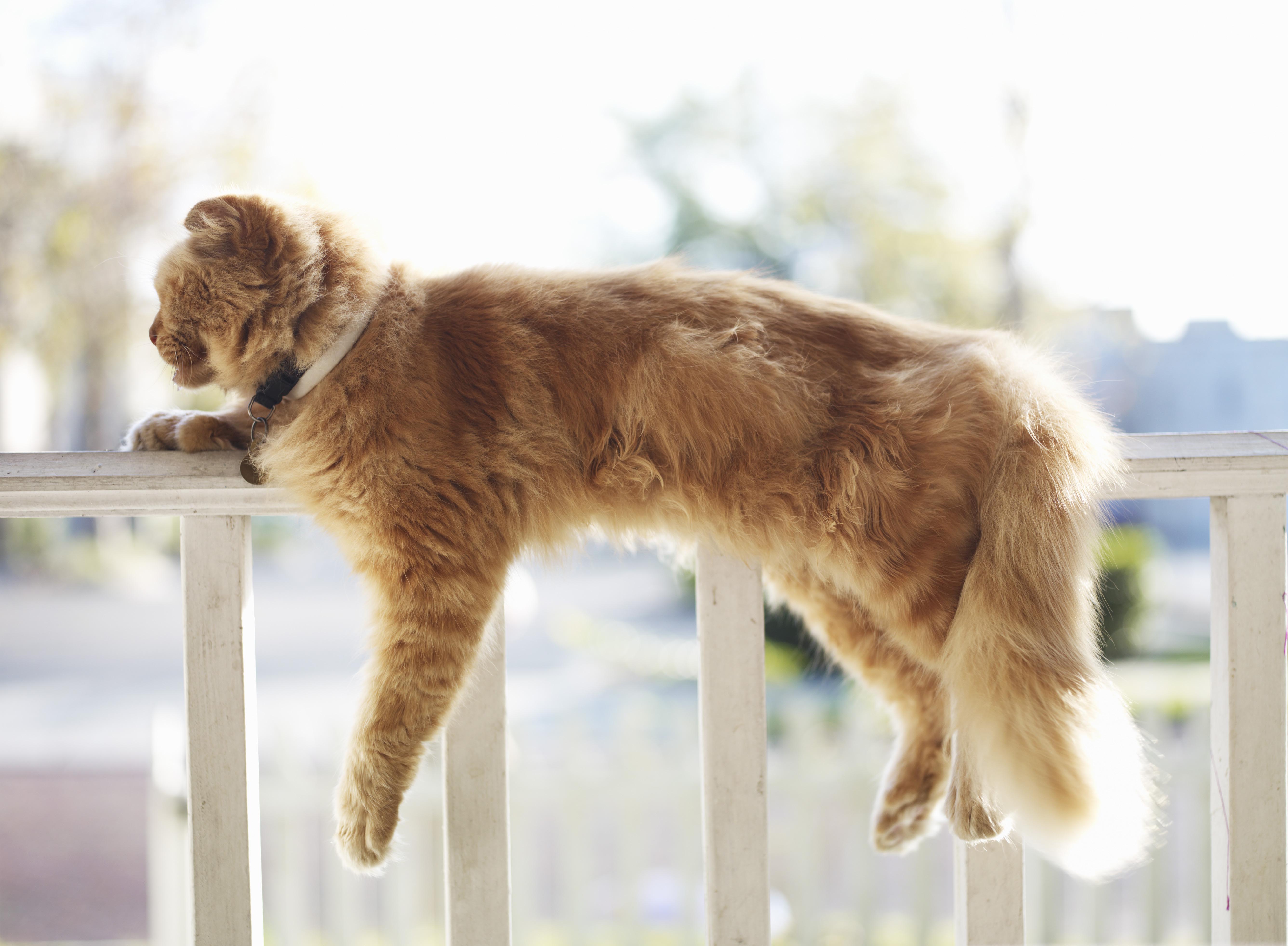 orange long haired cat laying on porch railing