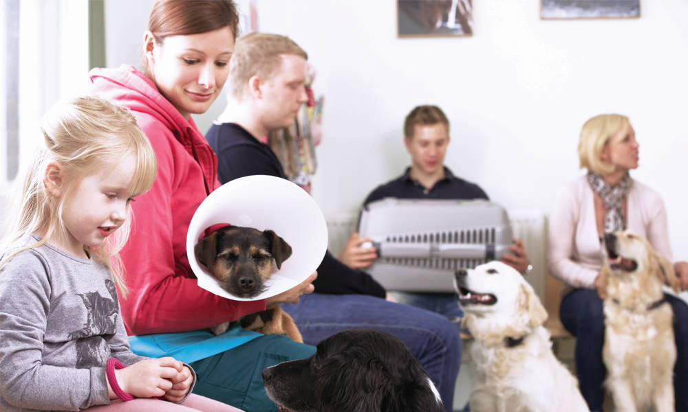 Dog greeting child in veterinary clinic lobby