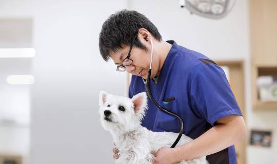 Asian American male veterinarian uses stethoscope on white dog